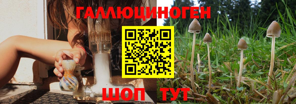 Галлюциногенные грибы Psilocybe  купить закладку  Советск  Вход с VPN 